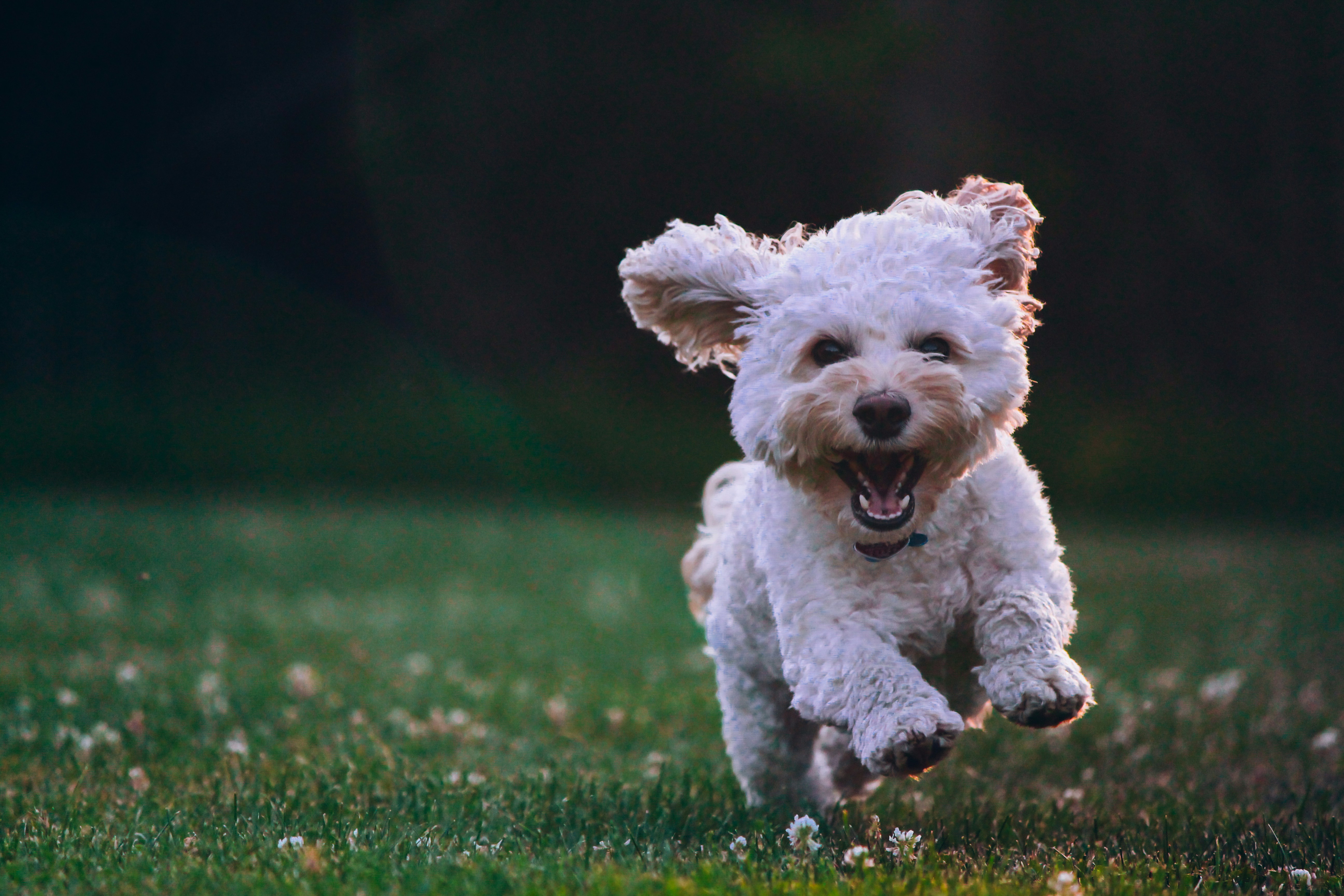 Chien heureux courant en promenade à l'air libre